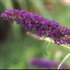 'Black Knight'  Butterfly Bush