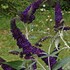 'Black Knight'  Butterfly Bush