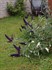 'Black Knight'  Butterfly Bush