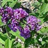 Butterfly Bush 'Nanho Blue'