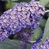 Butterfly Bush 'Nanho Blue'
