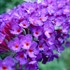 Buddleia 'Nanho Purple' Butterfly Bush