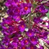 Buddleia 'Nanho Purple' Butterfly Bush
