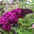 'Royal Red' Butterfly Bush