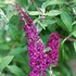 'Royal Red' Butterfly Bush