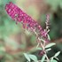 'Royal Red' Butterfly Bush