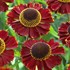 'Ruby Tuesday'  Sneezeweed