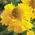 'Double Trouble'  Sneezeweed