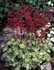 'Hercules' Coral Bells