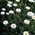 'Aglaia' Fringed Daisy