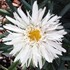'Aglaia' Fringed Daisy