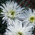 'Aglaia' Fringed Daisy