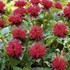'Fireball'  Bee Balm