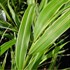 Hakonechloa Golden Japanese Forest Grass