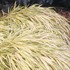 Hakonechloa Golden Japanese Forest Grass