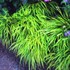 Hakonechloa Golden Japanese Forest Grass