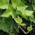 English Ivy
