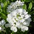 Candytuft