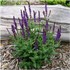 'Caradonna' Salvia - Perennial