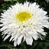 'Aglaia' Fringed Daisy
