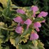 'Anne Greenaway' Spotted Dead Nettle