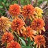 'Marmalade'  Coneflower