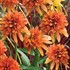 'Marmalade'  Coneflower