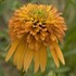 'Marmalade'  Coneflower