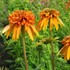 'Marmalade'  Coneflower