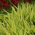 'All Gold' Hakonechloa
