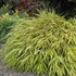 'All Gold' Hakonechloa