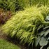 'All Gold' Hakonechloa