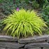 'All Gold' Hakonechloa