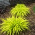 'All Gold' Hakonechloa