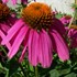 Pow Wow Wild Berry Coneflower