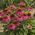 Pow Wow Wild Berry Coneflower