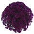 Purple Mum