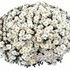 White Garden Mum