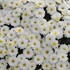 White Garden Mum