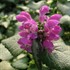 'Purple Dragon' Spotted Dead Nettle