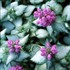 'Purple Dragon' Spotted Dead Nettle