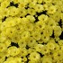 'Yellow' Mum