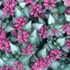 'Purple Dragon' Spotted Dead Nettle