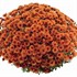 Orange Garden Mum  (Bronze)