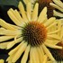'Aloha'  Coneflower