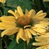'Aloha'  Coneflower