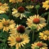 'Aloha'  Coneflower