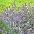 English Lavender
