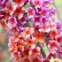 'Bicolor' Butterfly Bush