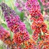 'Bicolor' Butterfly Bush